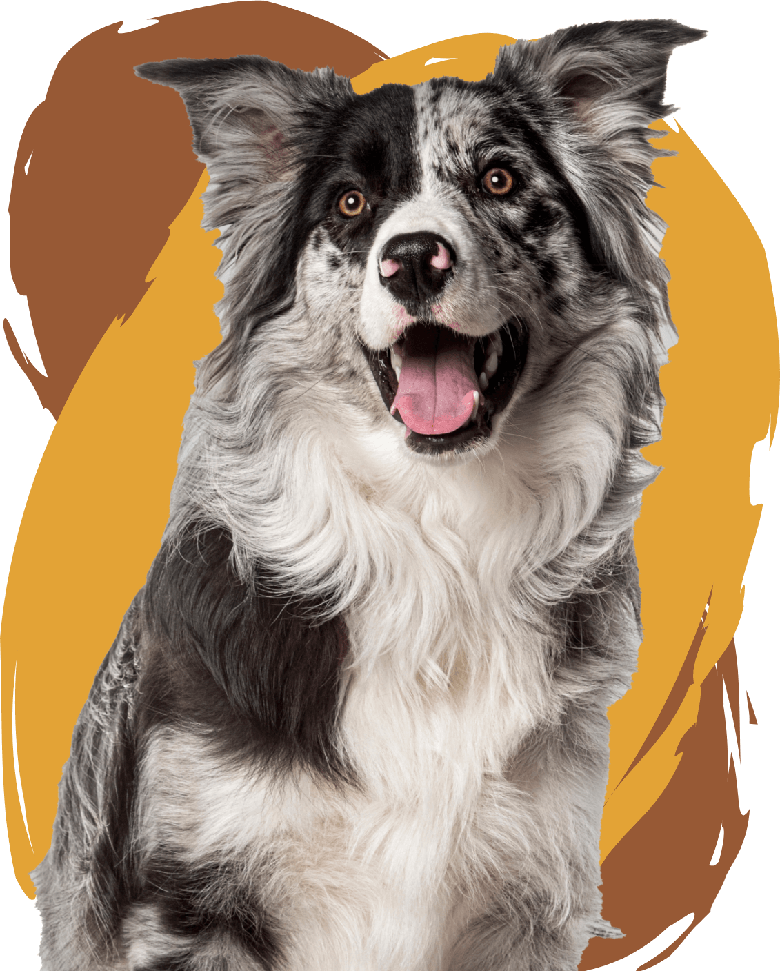 A smiling dog
