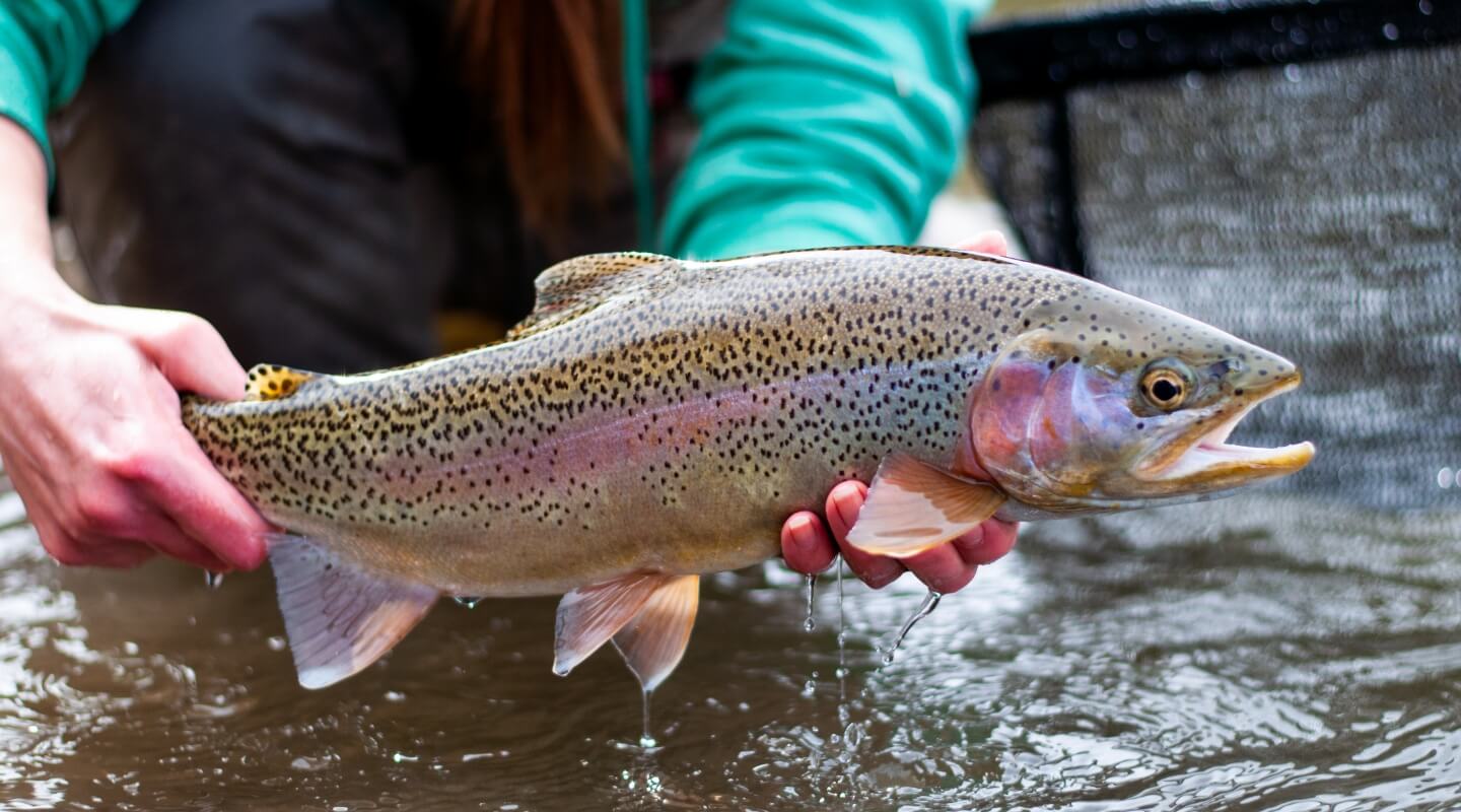 Close-up of someone holding a colorful trout just above the water.